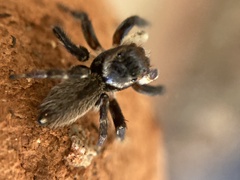 Maratus griseus