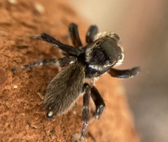Maratus griseus