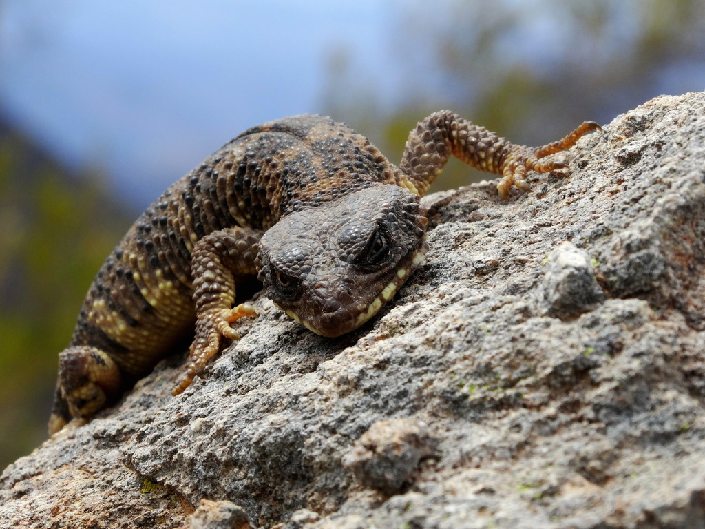 Chin-Spotted Knob-Scaled Lizard