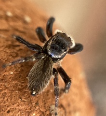 Maratus griseus
