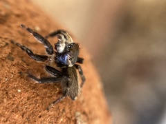 Maratus griseus