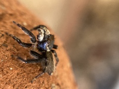 Maratus griseus