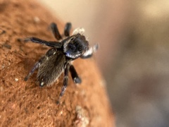 Maratus griseus