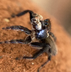 Maratus griseus