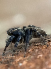 Maratus griseus