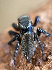 Maratus griseus
