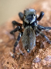 Maratus griseus
