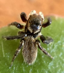 Maratus griseus