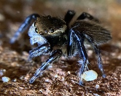 Maratus griseus
