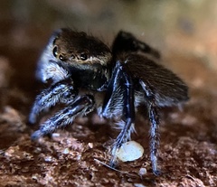 Maratus griseus