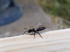 Andrena cineraria
