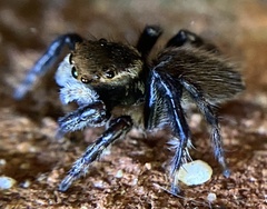 Maratus griseus