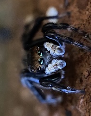 Maratus griseus