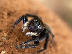 Maratus griseus