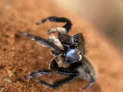 Maratus griseus