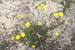 Picris angustifolia