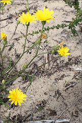 Picris angustifolia