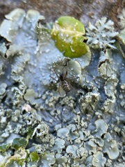 Araneae