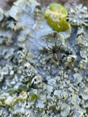 Araneae