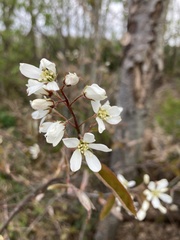 Amelanchier × lamarckii