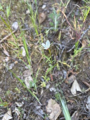 Clarkia epilobioides