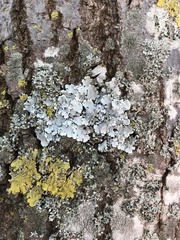 Hypotrachyna afrorevoluta