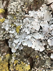 Hypotrachyna afrorevoluta