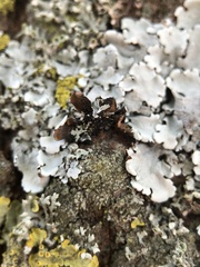 Hypotrachyna afrorevoluta
