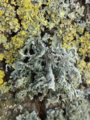 Evernia prunastri