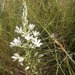 Ornithogalum fischerianum - Photo (c) csdeant, μερικά δικαιώματα διατηρούνται (CC BY-NC)