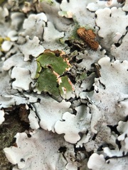 Hypotrachyna afrorevoluta
