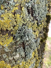 Evernia prunastri
