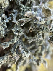 Evernia prunastri