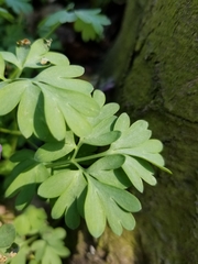Corydalis solida