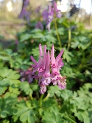 Corydalis solida