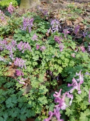 Corydalis solida