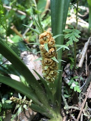 Rohdea fargesii