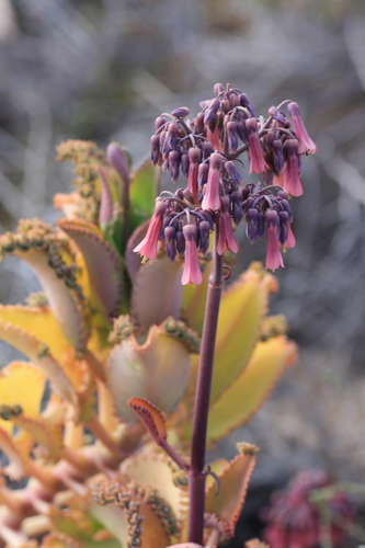 Kalanchoe laetivirens