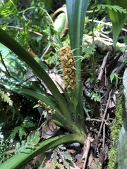 Rohdea fargesii