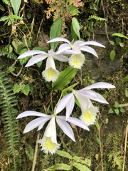 Pleione formosana