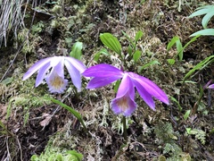 Pleione formosana