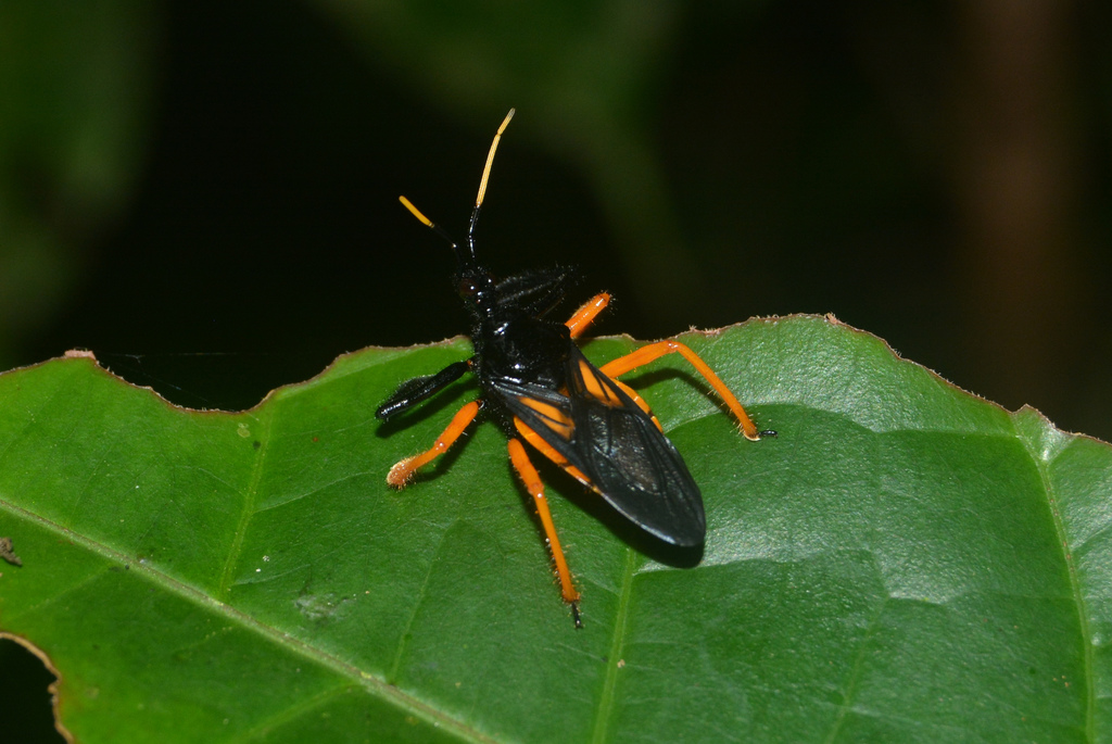 Apiomerus nitidicollis