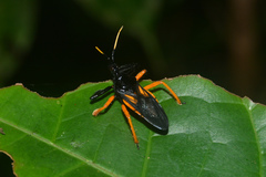 Apiomerus nitidicollis