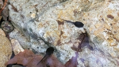 Rana huanrensis