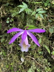 Pleione formosana