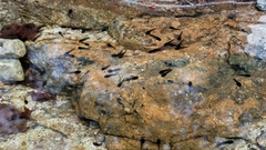 Rana huanrensis