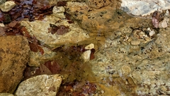 Rana huanrensis