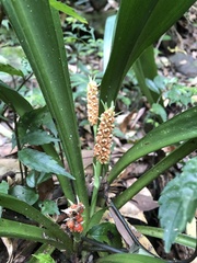 Rohdea fargesii