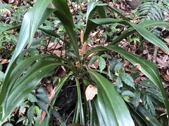 Rohdea fargesii