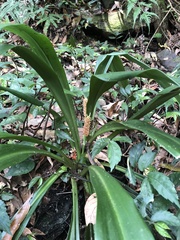 Rohdea fargesii